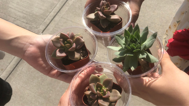 Friends hands gathered together holding plants