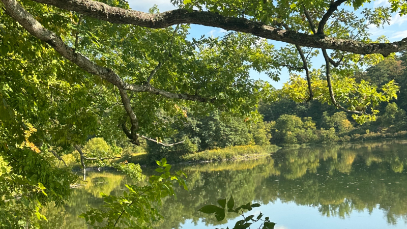 A view of Beebe Lake from the trail on campus.