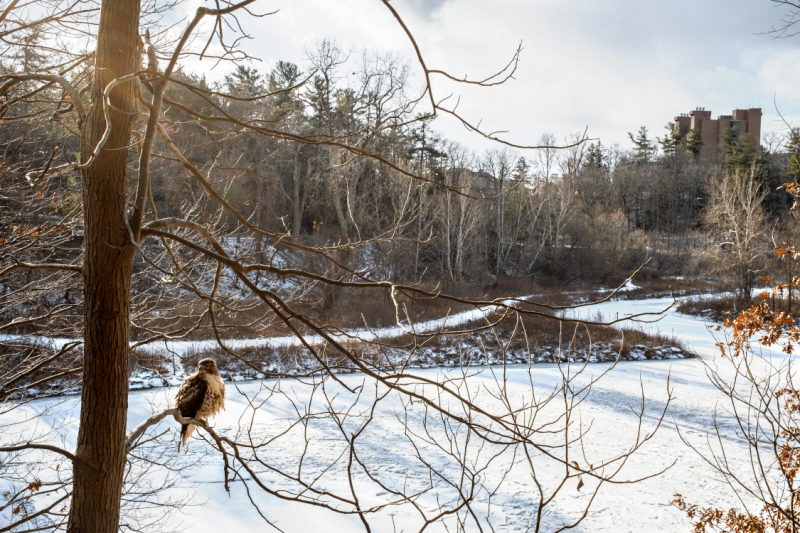 A raptor peers over a frozen Beebe Lake.
