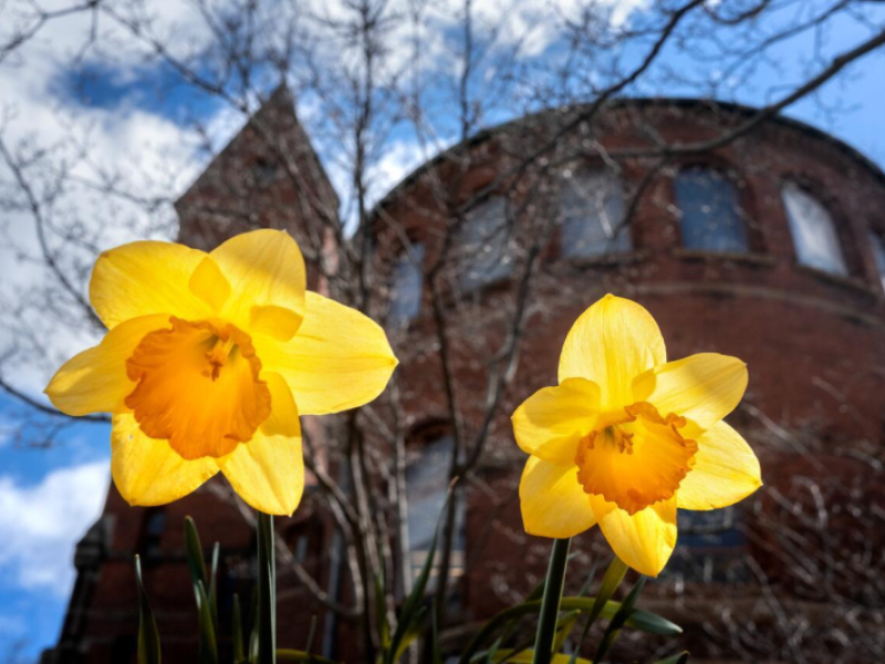 Fresh spring flowers blooming at Barnes Hall.