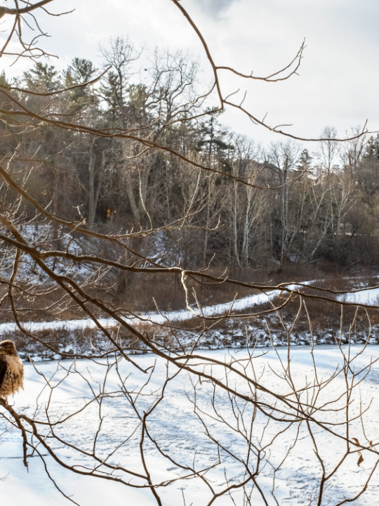 A raptor peers over a frozen Beebe Lake.