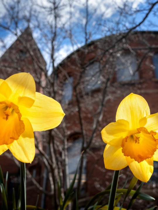 Fresh spring flowers blooming at Barnes Hall. 